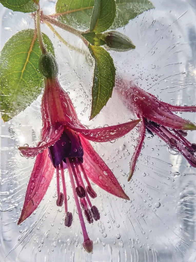 Kotukutuku Fuchsia-excorticata